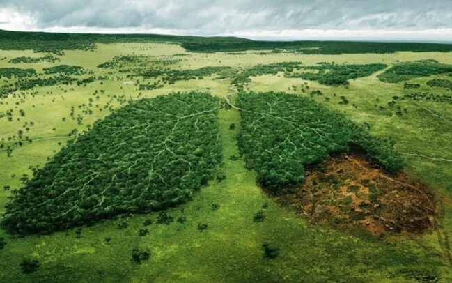 Bảo vệ rừng là trách nhiễm của mỗi con người