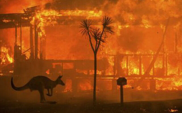 Cháy rừng ảnh hưởng nghiêm trọng tới các sinh vật sống