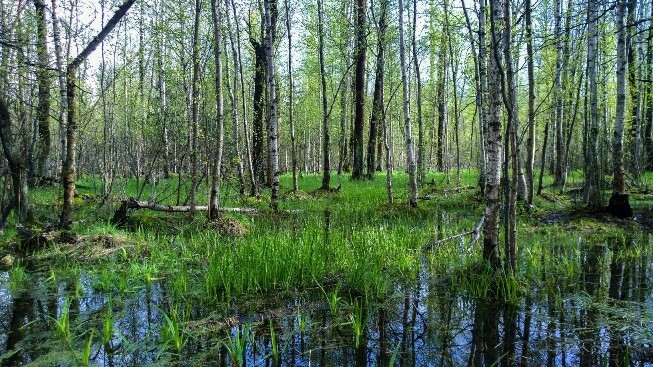 Mà các vi khuẩn ở đầm lầy là nguyên nhân chính sinh ra khí metan