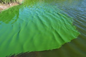 Nước chuyển màu xanh do tảo lục lam