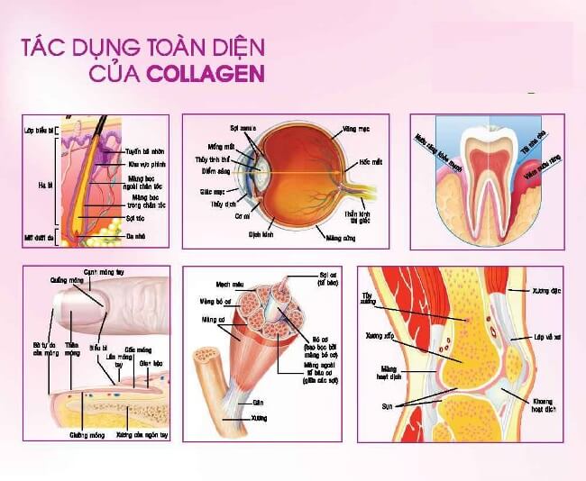 Tác dụng của collagen là gì?