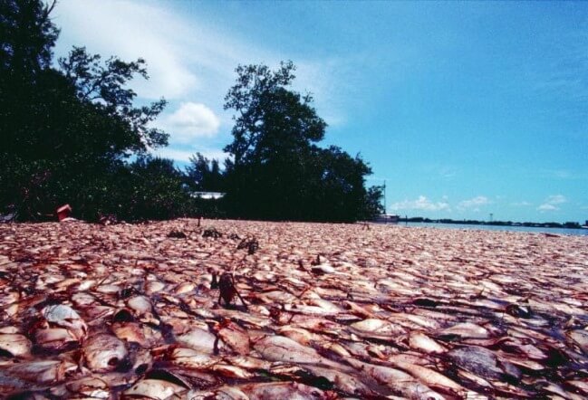Tác hại của thủy triều đỏ tới sinh vật biển vô cùng nghiêm trọng
