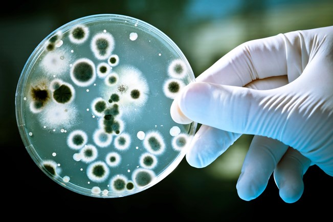 Tác hại của vi khuẩn coliform là gì?