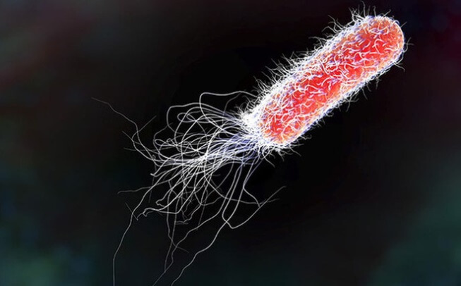 Vi khuẩn E coli còn được gọi là trực khuẩn lị
