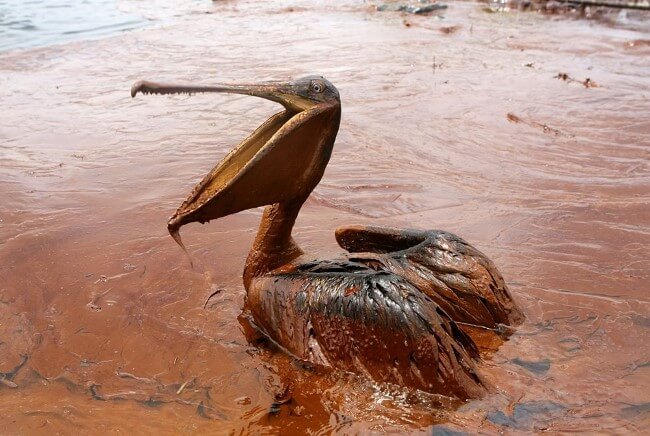 Không chỉ những sinh vật dưới nước bị ảnh hưởng bởi dầu tràn