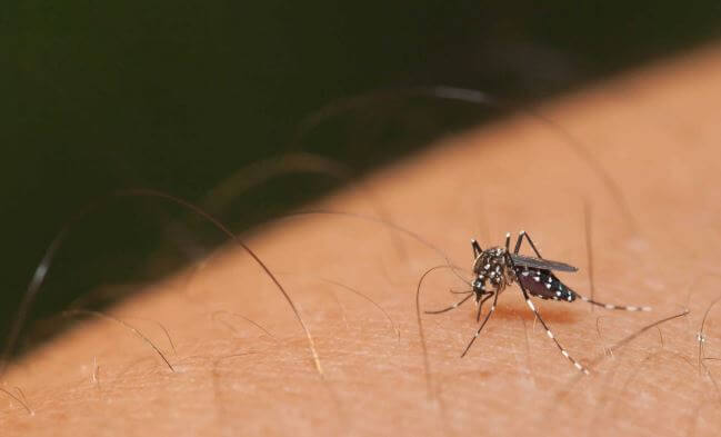 Muỗi lây truyền các bệnh nghiêm trọng