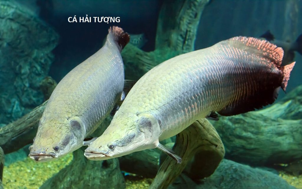 Cá hải tượng là loài cá gì? - Aqualife