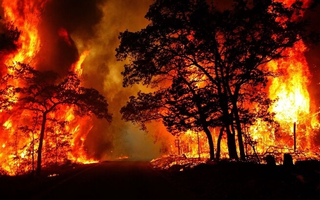 Cháy rừng hiểm họa phá hoại sự sống chúng ta