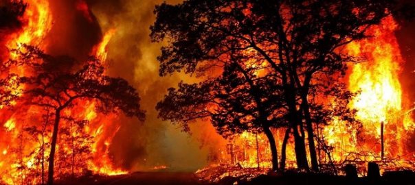 Cháy rừng: Nguyên nhân, hậu quả và các biện pháp ngăn ngừa