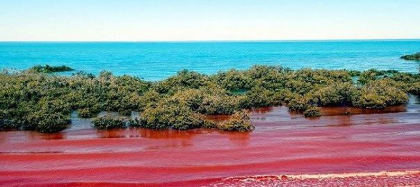 Thủy triều đỏ là gì? Tác hại và biện pháp ngăn ngừa