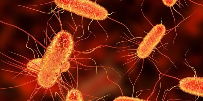 Vi khuẩn e coli là gì