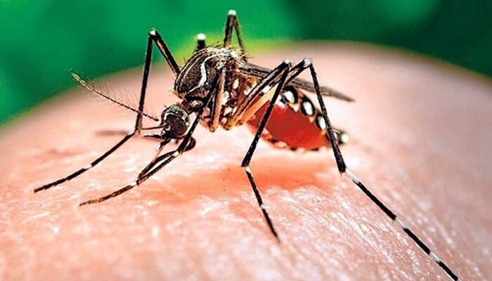 Nhận diện muỗi vằn truyền bệnh sốt xuất huyết