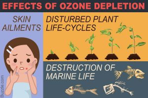 Hậu quả của suy giảm tầng ozone