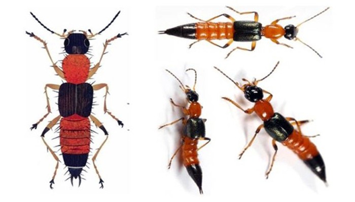Hình dáng và màu sắc đặc trưng của kiến ba khoang