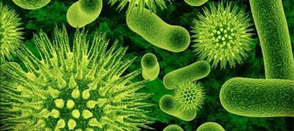 Vi khuẩn lam và những điều bạn chưa biết về loài tảo lục lam này